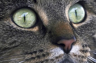 了解猫眼宝石  猫眼 金绿宝石 第2张